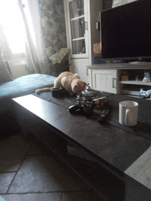 Cat On The Table GIF - Cat On The Table GIFs