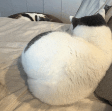 Thickcat GIF - Thickcat GIFs