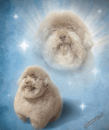 a picture of a dog with the name alan meows on the bottom