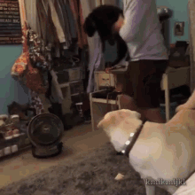 Cat Boing GIF - Cat Boing Fly GIFs
