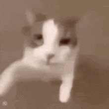 a close up of a cat 's face looking at the camera in a blurry photo .