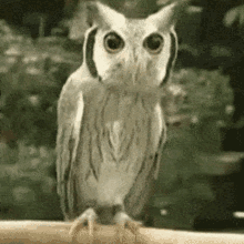 Owl Angry GIF - Owl Angry Intimidate GIFs