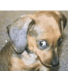 Yeah Right Dog GIF