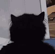 Cat Licking GIF - Cat Licking Pet GIFs