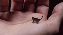 Smallest Cat In The World Small Cat GIF