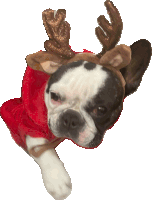 Merry Christmas Frenchie Sticker