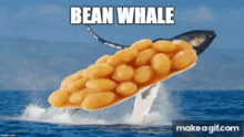 Bean Whale GIF - Bean Whale GIFs
