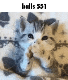 two kittens are playing with each other on a blanket with the words balls 551 below them