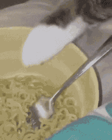 Noodle Cat GIF - Noodle Cat GIFs