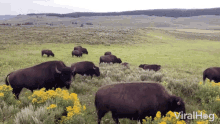 Buffalo Viralhog GIF - Buffalo Viralhog Flock GIFs