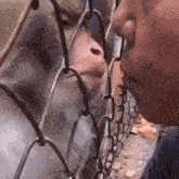 a person is looking through a chain link fence at a monkey behind it .
