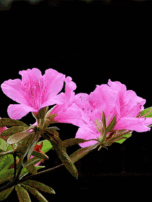Utnguyen Flowers GIF - Utnguyen Flowers Flower GIFs