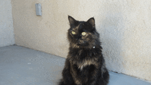 a black cat with yellow eyes is sitting on a concrete floor