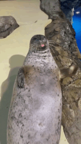 a seal with a pink tongue sticking out is sitting on a rock