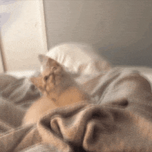 a cat laying on a bed with a blanket and pillow