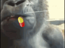 pill gif tumblr