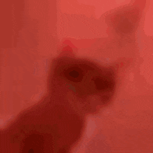 Catrave Macan GIF - Catrave Cat Macan GIFs