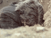 a person laying in the dirt with their head in the dirt