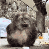 a monkey is sitting in front of a sign that says ' a ' on it