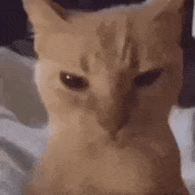 Luccabug Angry Cat GIF