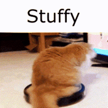 Stuffy Cat GIF - Stuffy Cat Yellowcat GIFs