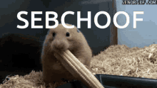 Sebchoof GIF - Sebchoof GIFs