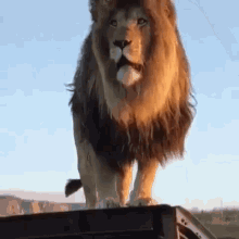 Lion Mane GIF - Lion Mane Roar GIFs