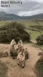 a group of ground squirrels are standing on their hind legs on a dirt path