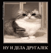a picture of a cat in a frame with russian text