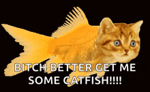 Fish Cat GIF - Fish Cat Transparent GIFs