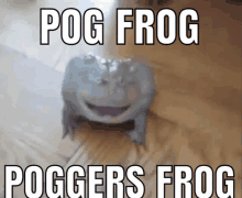 Pog Frog GIF - Pog Frog GIFs