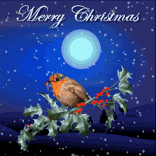 Merry Christmas Christmas Robin GIF