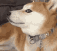 Ultra Dog GIF - Ultra Dog GIFs