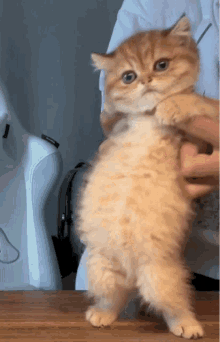 Cat Dance GIF - Cat Dance Kitten GIFs