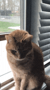 Yes Pancake The Cat GIF - Yes Pancake The Cat Leevotee55 GIFs