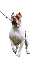 Americanbully Pitbull Dog Sticker - Americanbully Pitbull Dog Beauty And The Beast Stickers