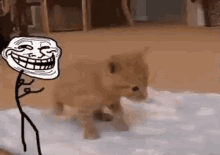 Troll Face Kitten GIF - Troll Face Kitten Orange Kitten GIFs