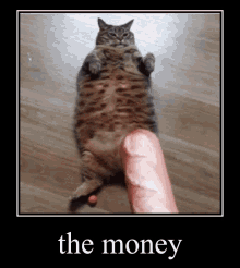 The Bread Cat GIF - The Bread Cat The Money GIFs