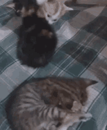 Kitten Catlover GIF - Kitten Catlover 3kitten GIFs