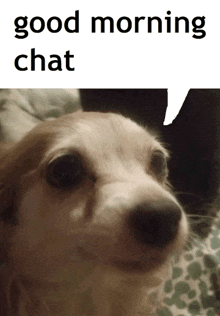 a dog with a white speech bubble that says good morning chat