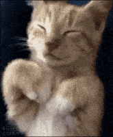 Cat Heart GIF - Cat Heart Cute GIFs