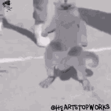 Heartstopworkshop Cat GIF - Heartstopworkshop Cat Cat Dab GIFs