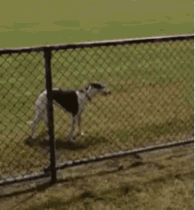 Greyhound Dog Jumping GIF - Greyhound Dog Jumping Bigjump GIFs