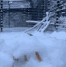 Fox Snow GIF - Fox Snow Jump GIFs