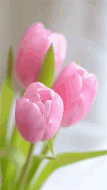 Flower57 GIF - Flower57 GIFs