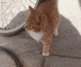 a cat is walking on a sidewalk next to a bike wheel