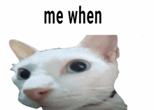 a close up of a white cat with the words me when below it