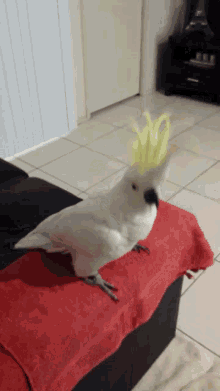 cockatoo dance