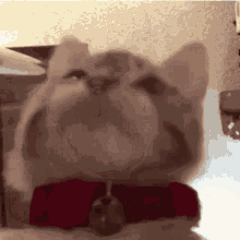 Cat Paw GIF