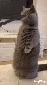 Cat Laser GIF - Cat Laser GIFs
